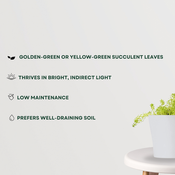 Golden Sedum low-maintenance succulent